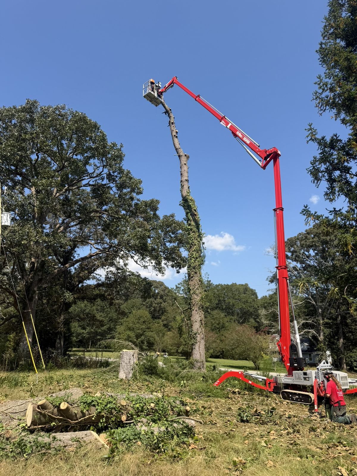 Lift dismantling an ivy-covered tree next to a large oak