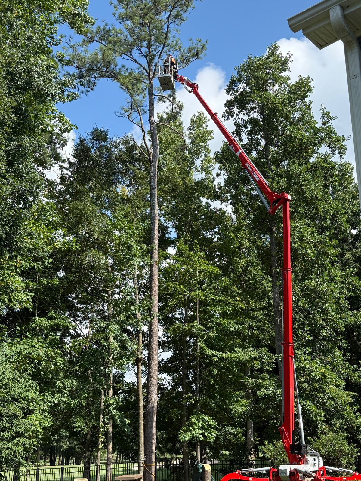 Lift reaching the top of a tall pine right beside a house