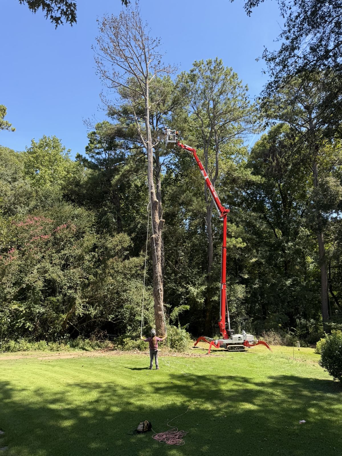 Lift taking down the same dead pine